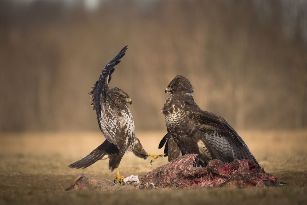 Common Buzzards