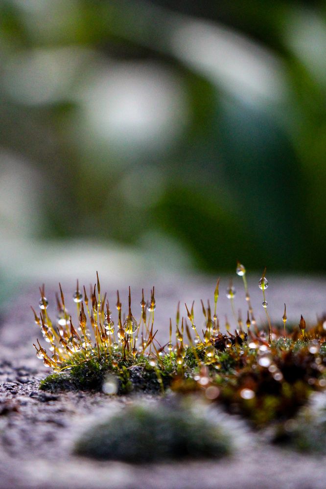 Photograph by Irina Karpov