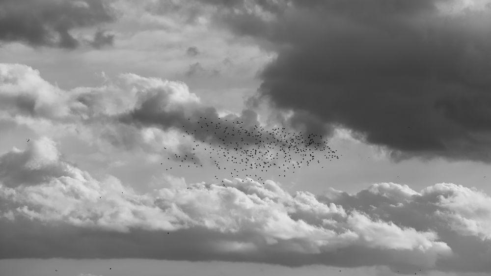 Мурмурация.