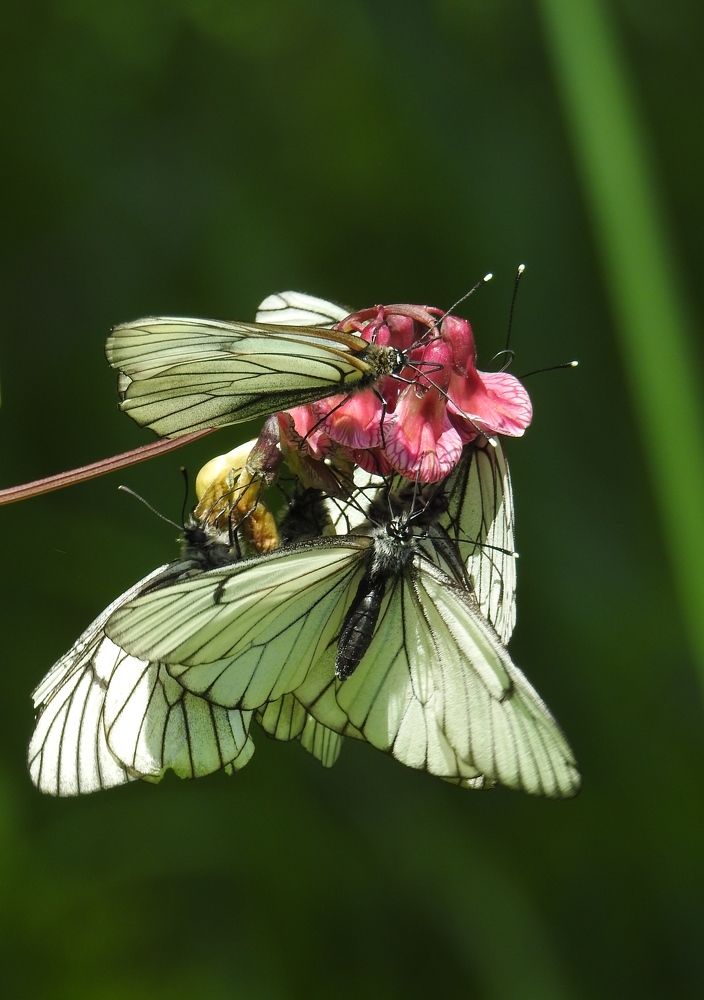 Photograph by Римма Большакова