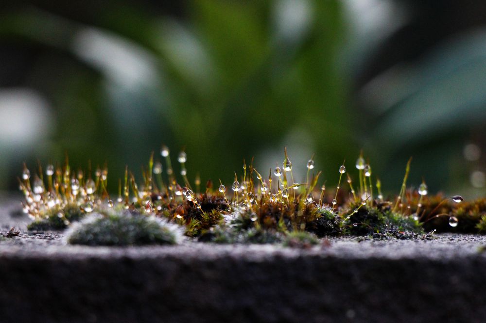 Photograph by Irina Karpov