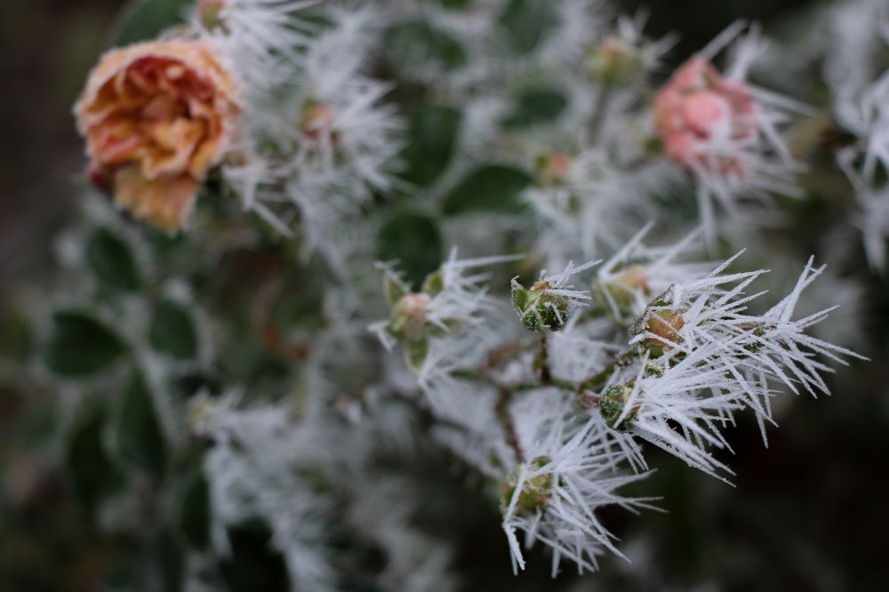 Photograph by Irina Karpov