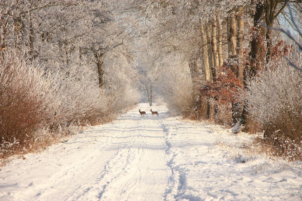 Photograph by Irina Karpov