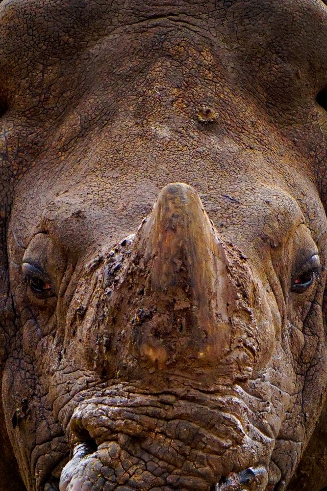 Indian rhino