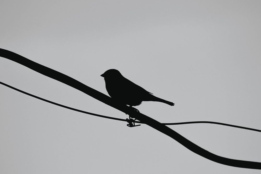 Photograph by Александра Ладыгина