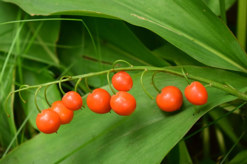 Photograph by Наталья Еременко