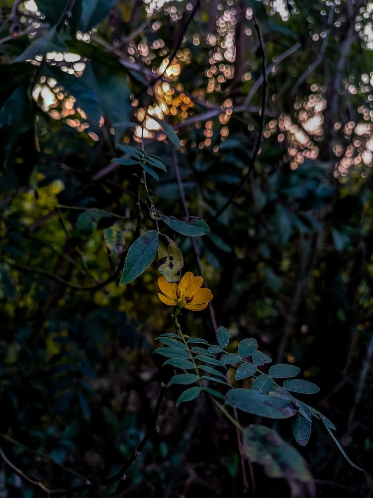 Photograph by Sitam Biswas