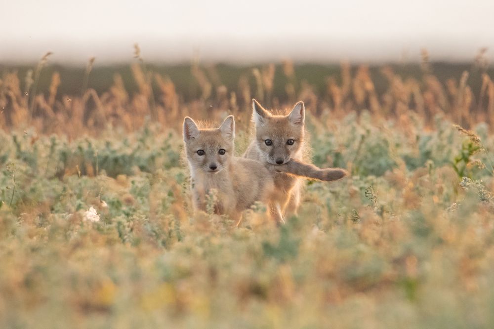 Photograph by Цветков Сергей