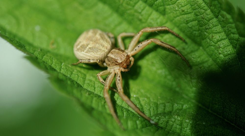 Photograph by Marie Anne Lyard Meyssonnier