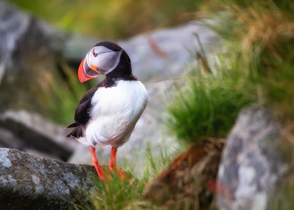Atlantic Puffin