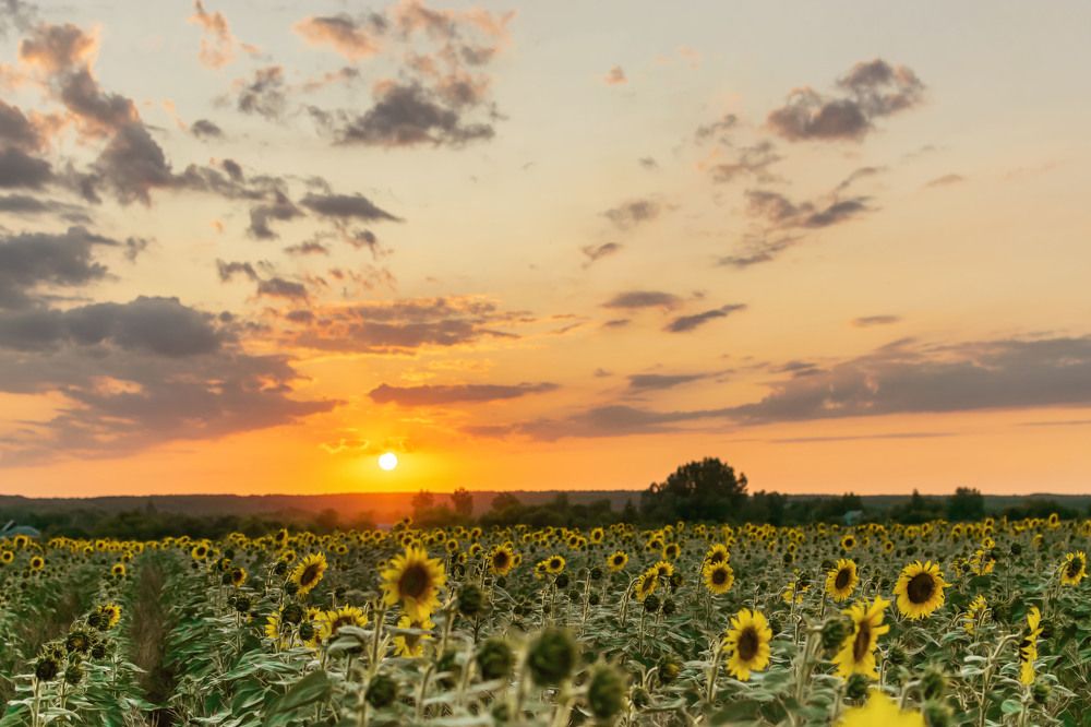 Photograph by Ирина Лапина