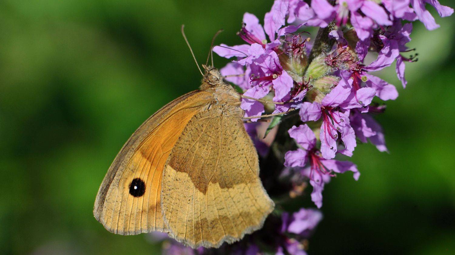 Фотография #7246008