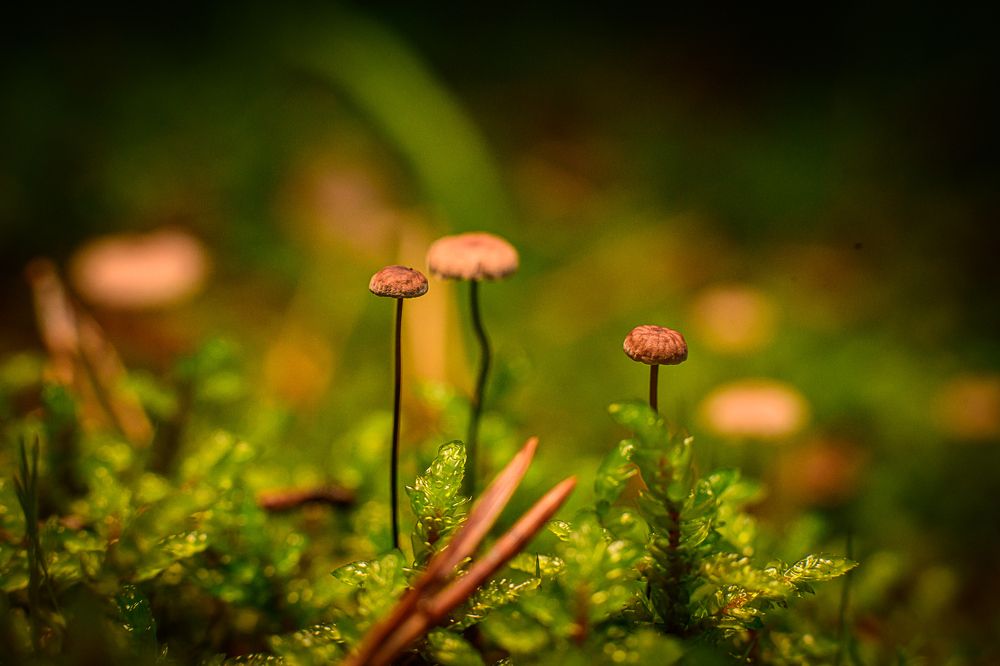 Фотография автора Алексей Григорьев