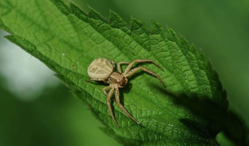Sur une belle feuille verte !!