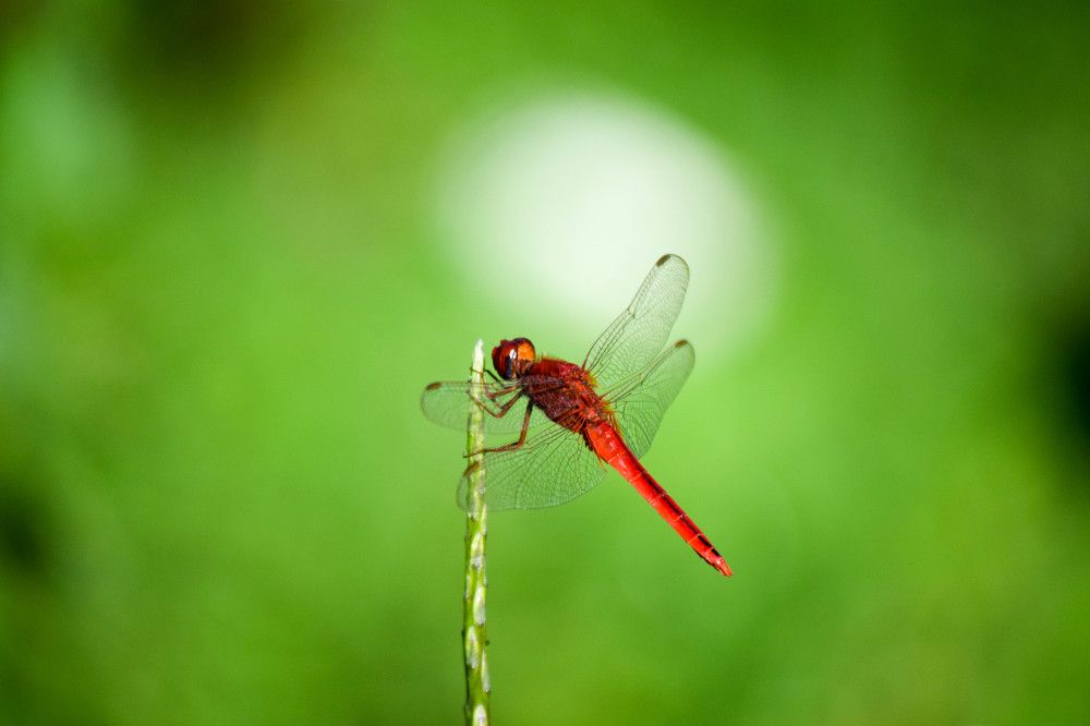 SCARLET DRAGONFLY