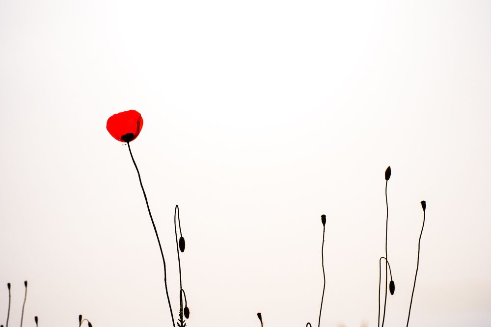 Photograph by Elena Kass