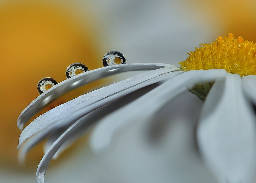 Photograph by Sokolova Tatiana