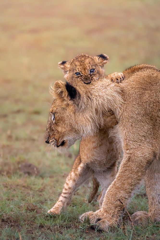 Photograph by Jayakumar MN