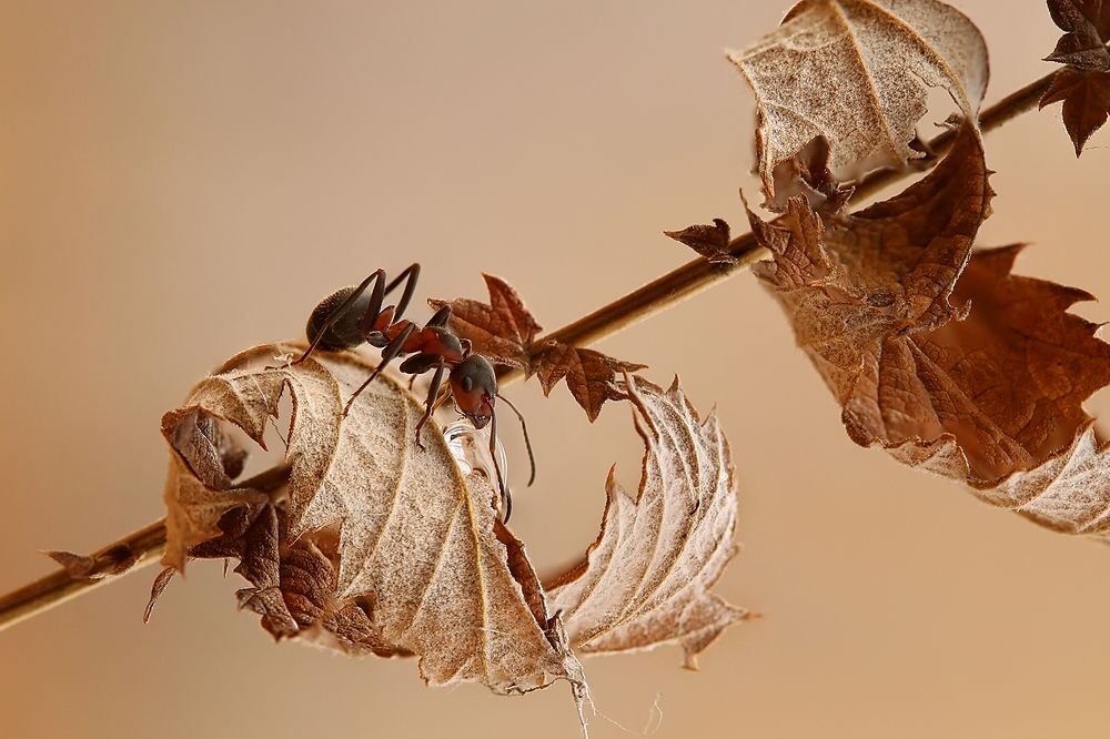 Photograph by Sokolova Tatiana