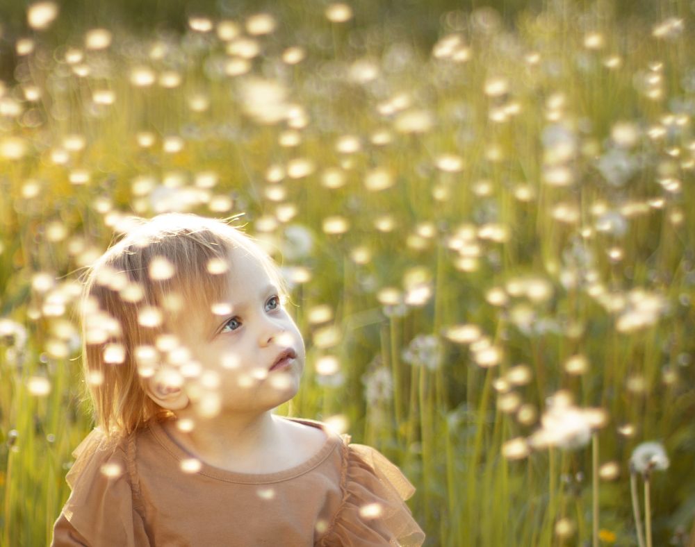 Dandelion