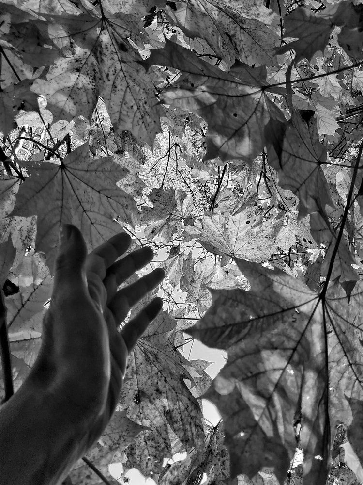 through the foliage
