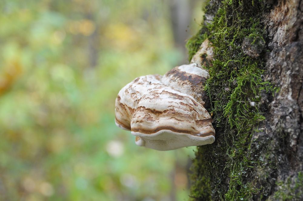 Гриб на дереве