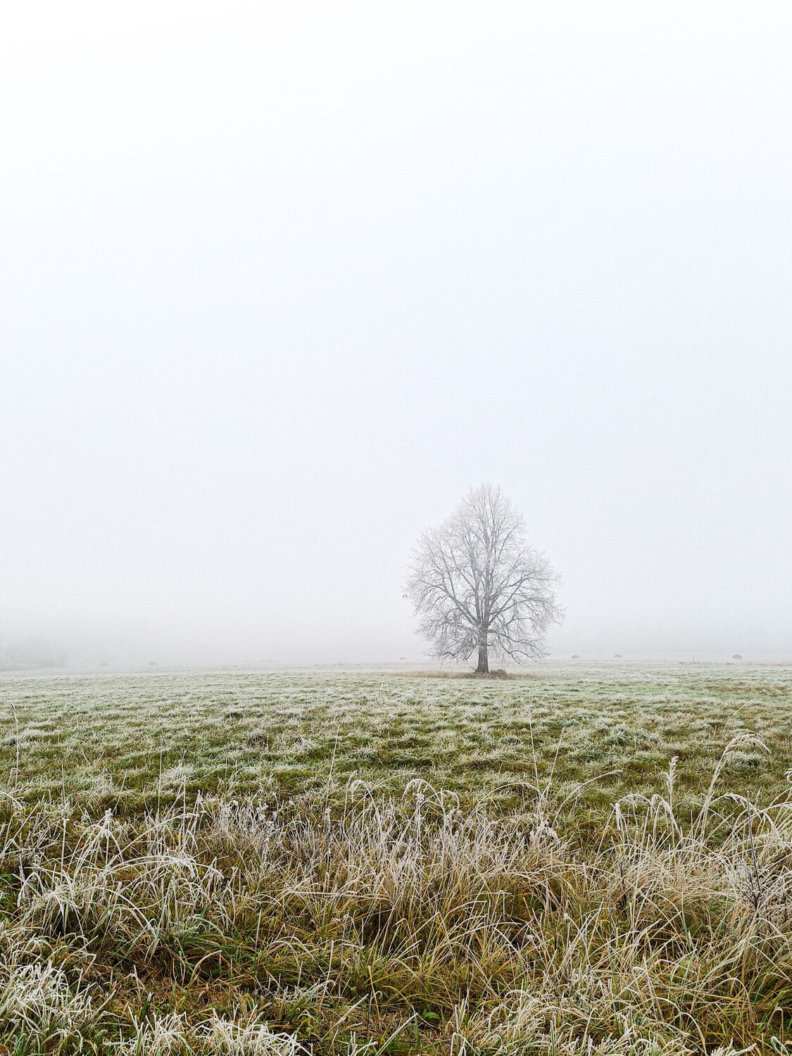 Photo #7247127