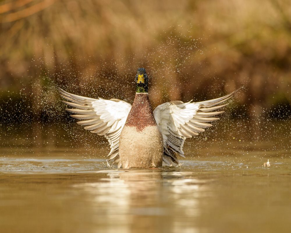 Mallard