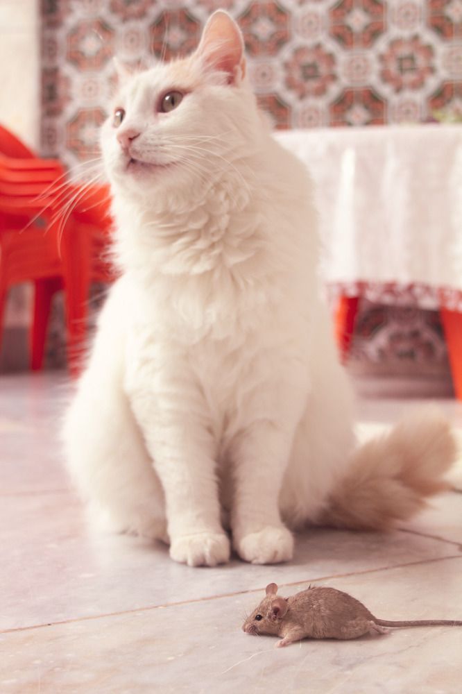 Photograph by Bouthaina Nabouli