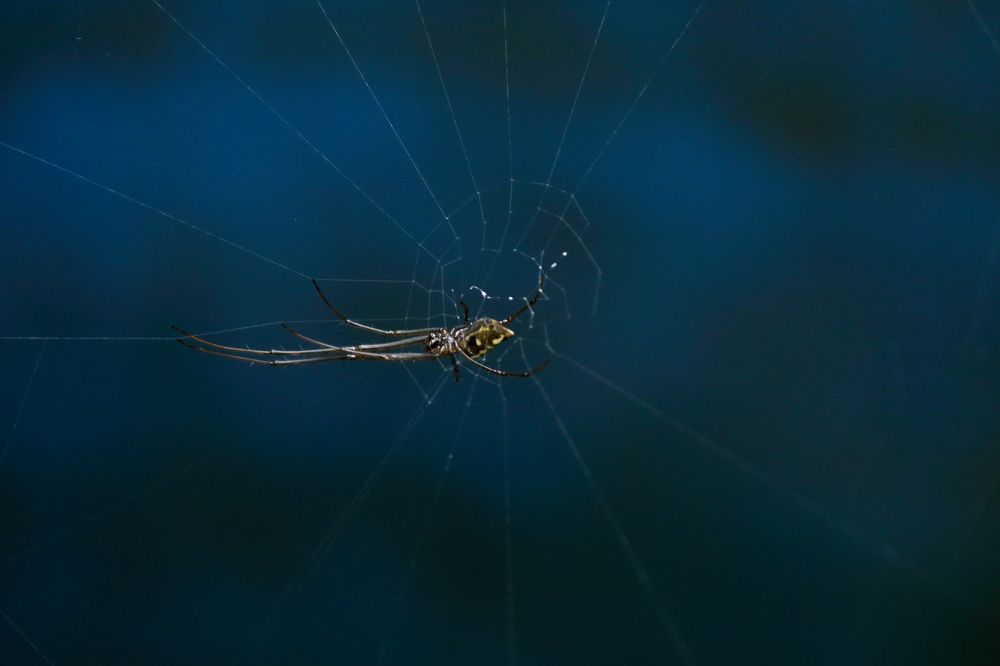 Photograph by Prasad Kn