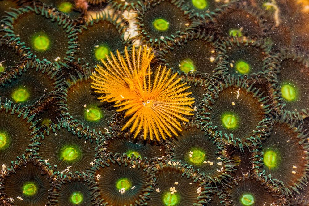 Photograph by Abhishek Nandkishor Neelam Satam