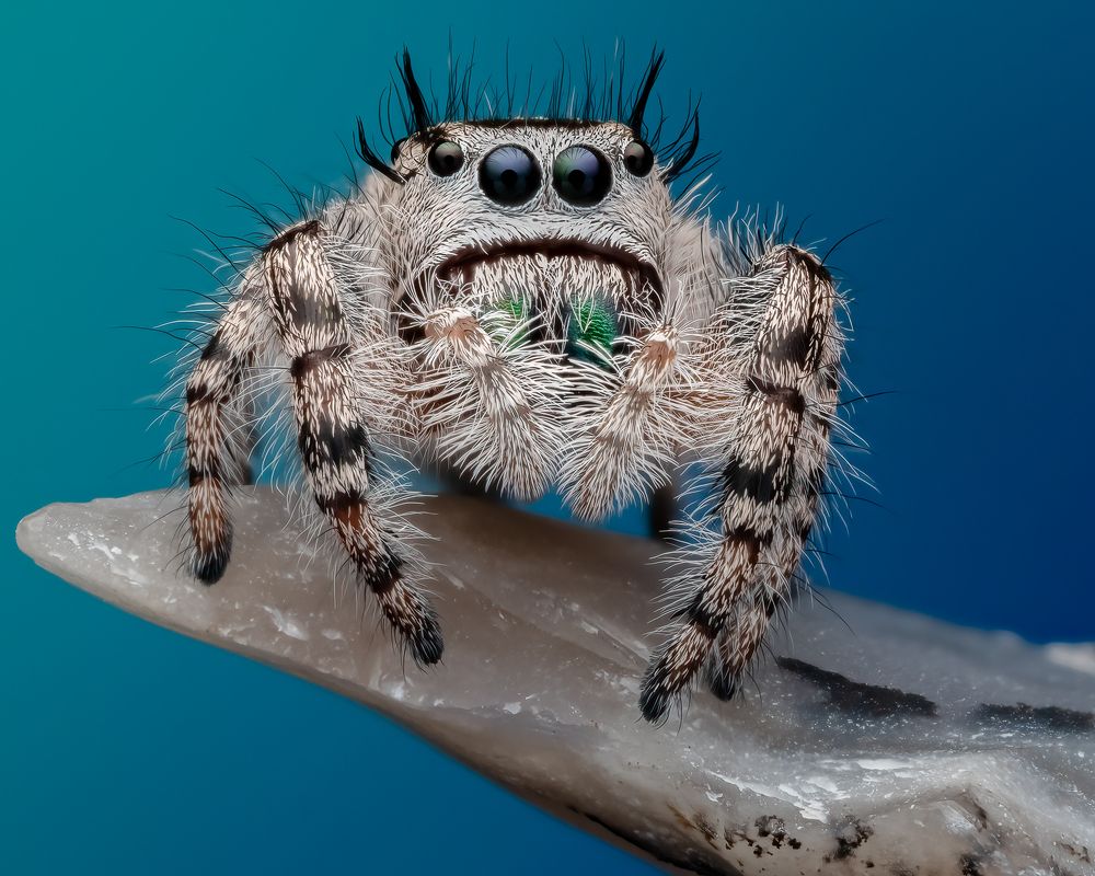 Canopy Jumping Spider