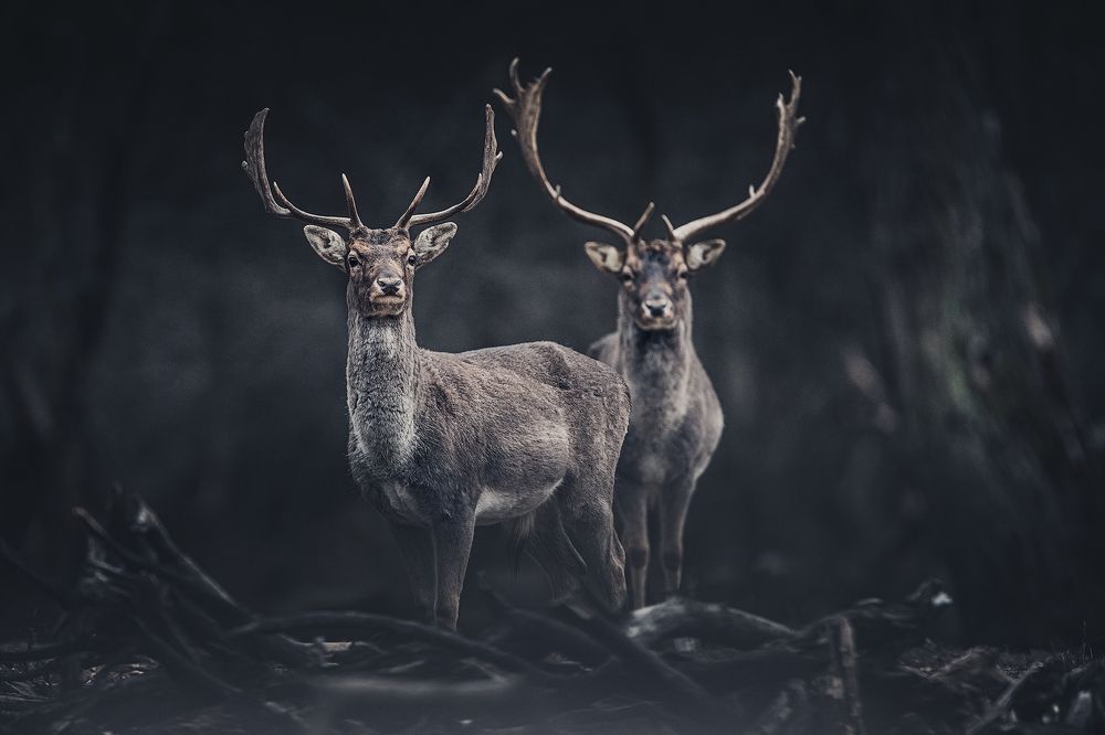 Фотография автора Ivan Miladinov