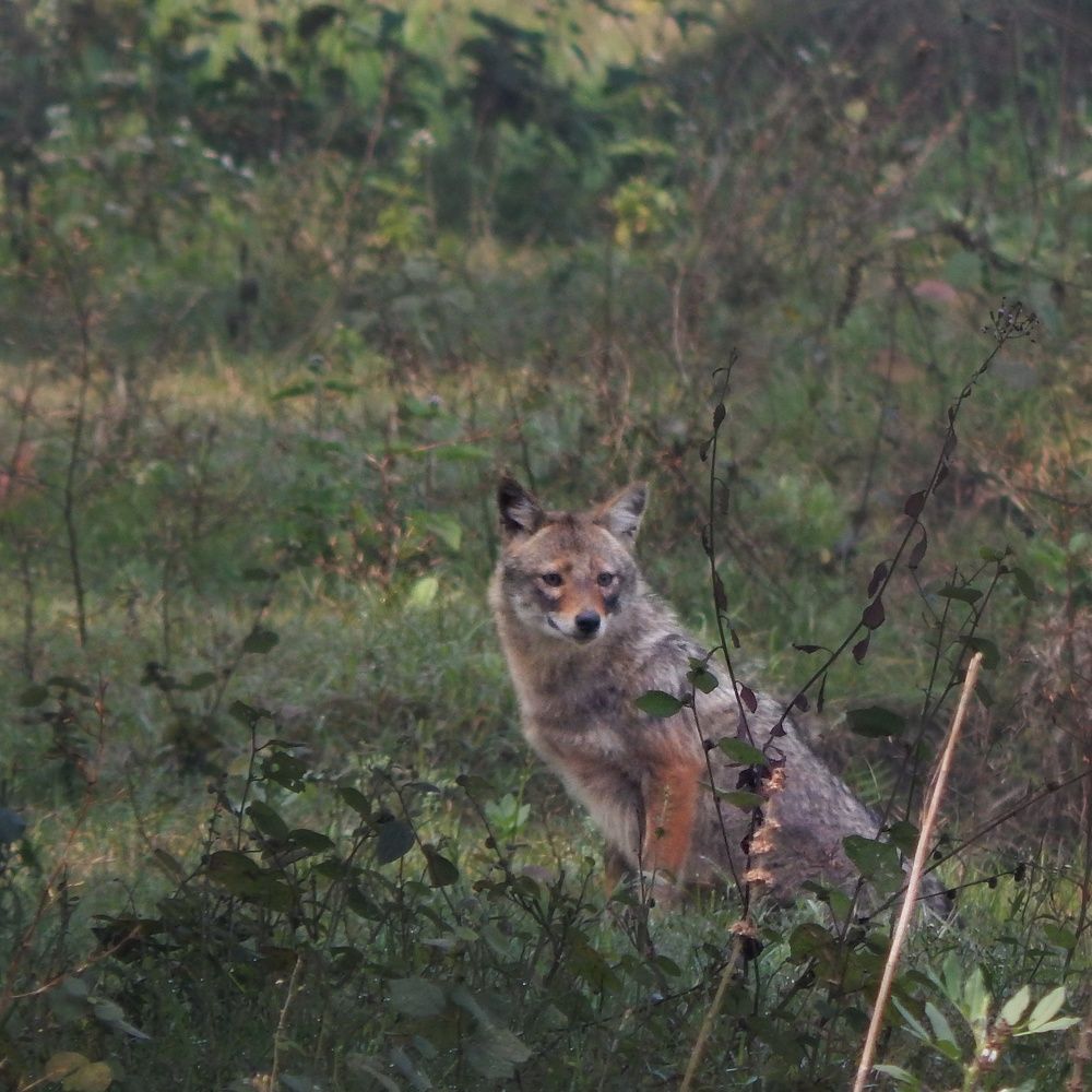 Photograph by Chandan kumar das