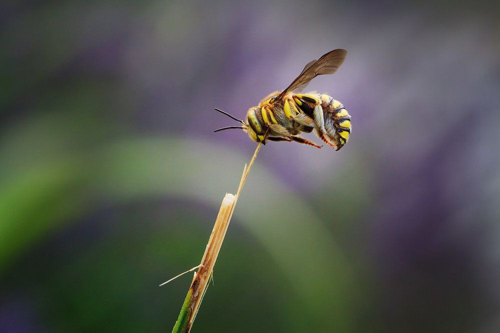 Photograph by Станка Петрова