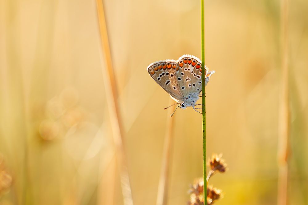 Photograph by Станка Петрова