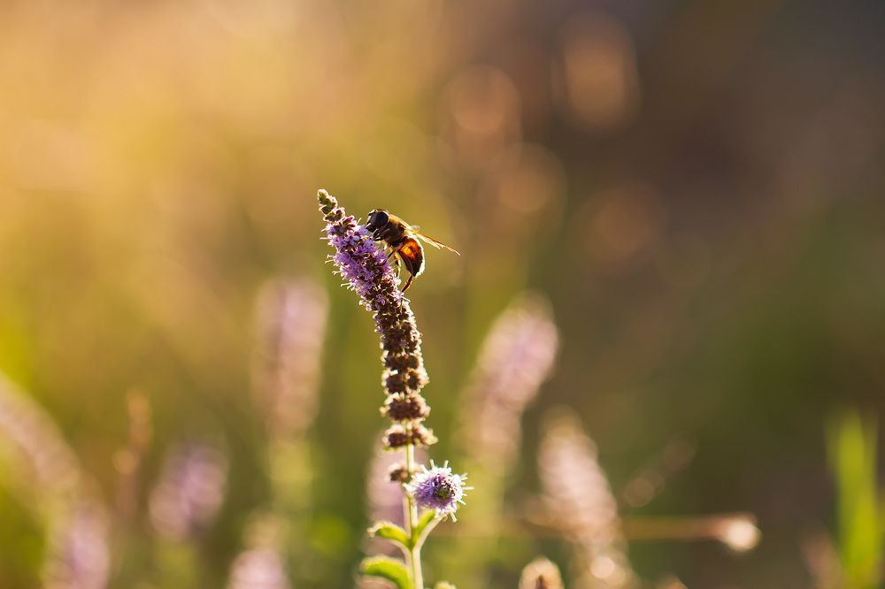 Photograph by Станка Петрова