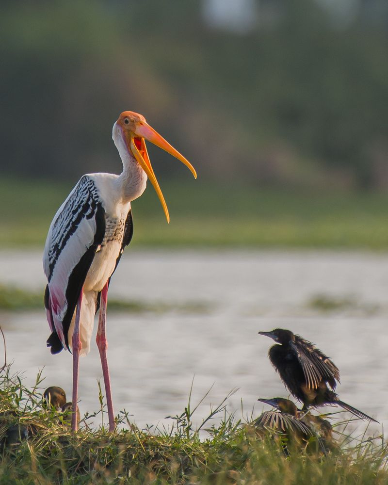 Photograph by Yogeshkumar Vijayarajan