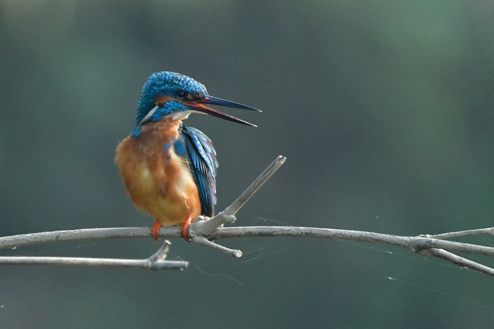 Kingfisher at work