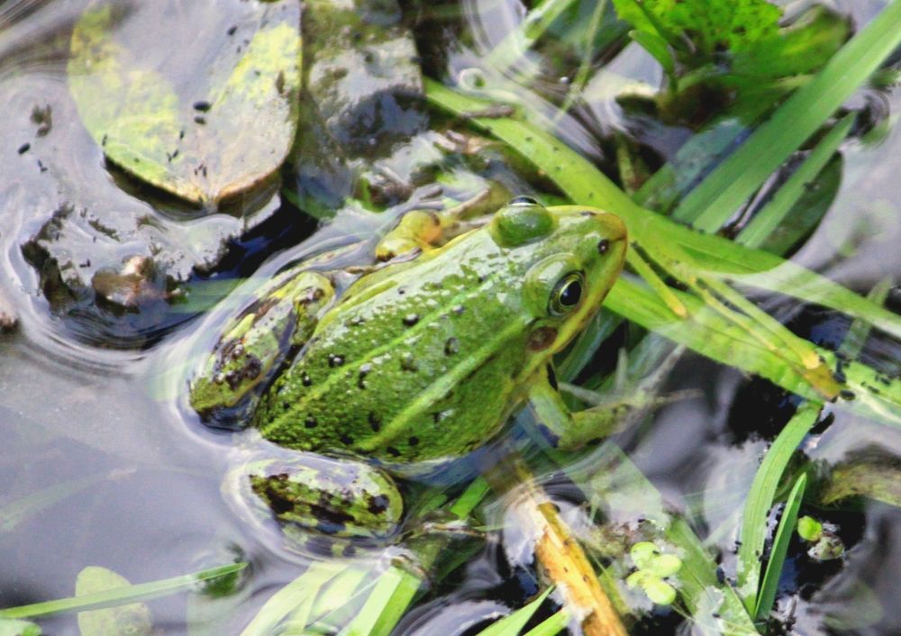Прудовая лягушка