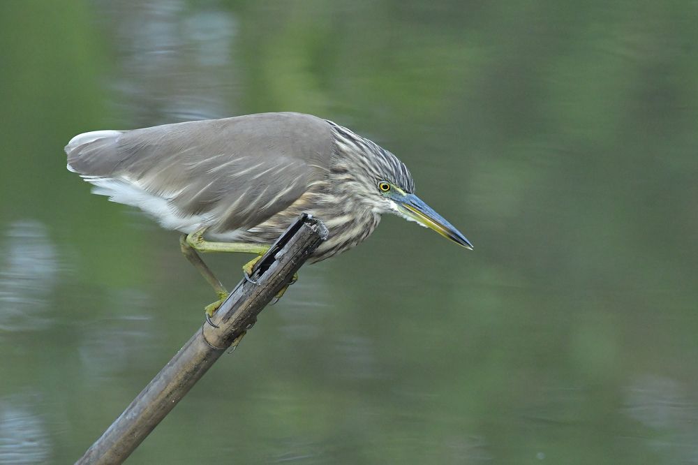 Photograph by SRIMANTA RAY