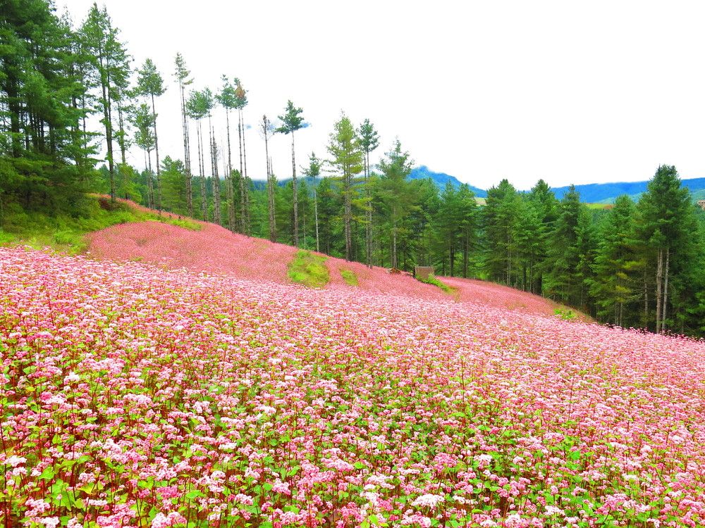 Buckwheat flowering at its best before harvest in Bumthang, Bhutan.