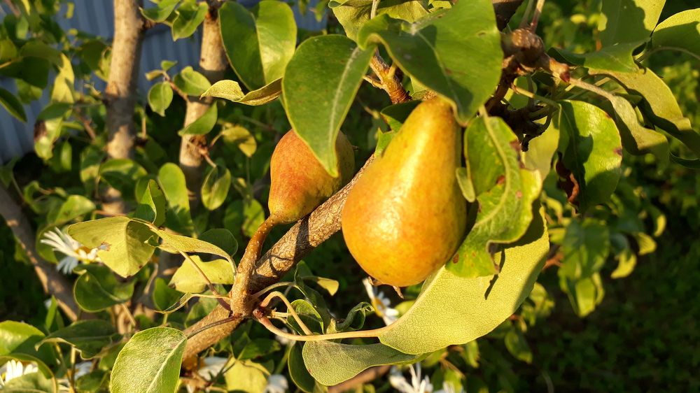 Photograph by Дмитрий Крюков