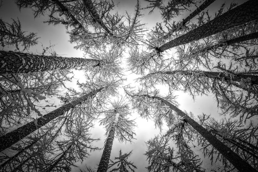 Загадочный лес