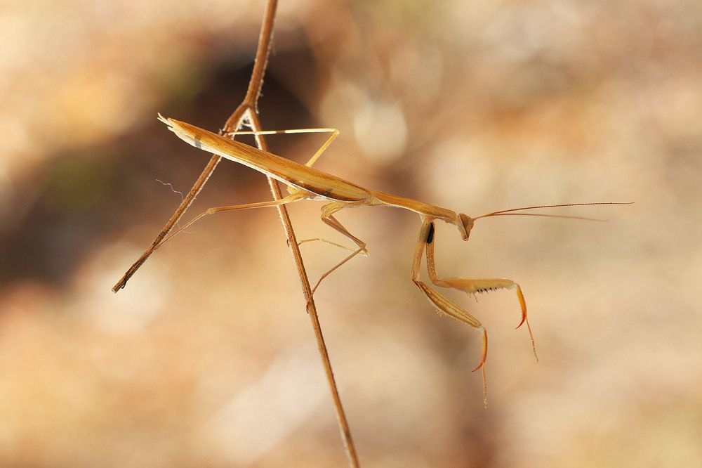 Photograph by Станка Петрова