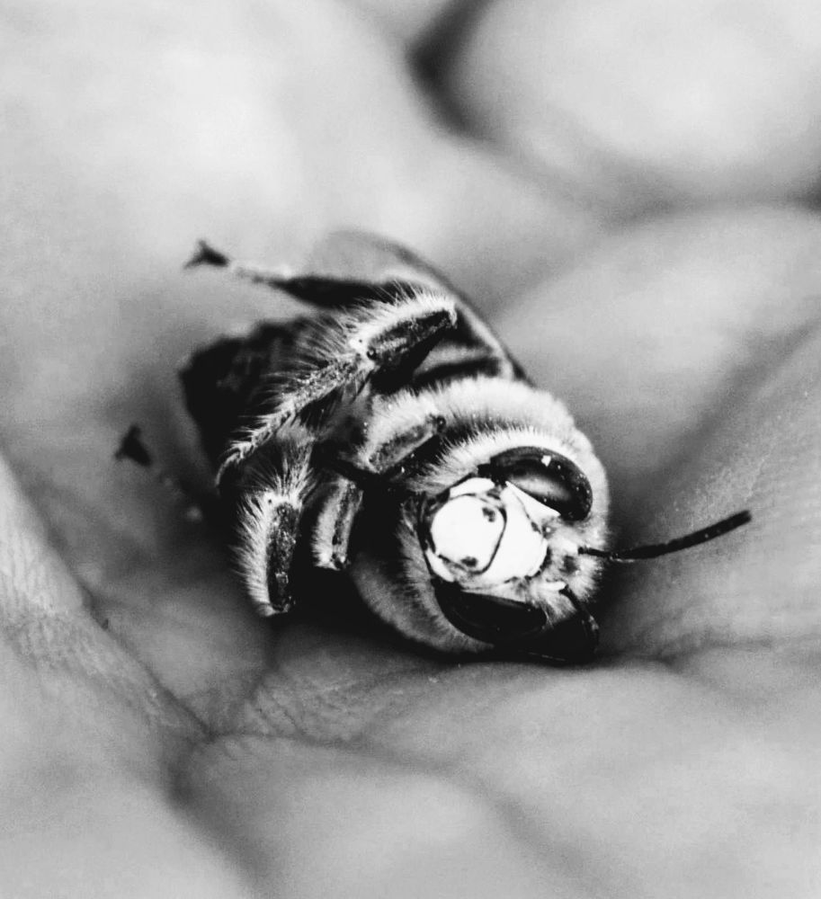 Photograph by Sakhria Mbarki