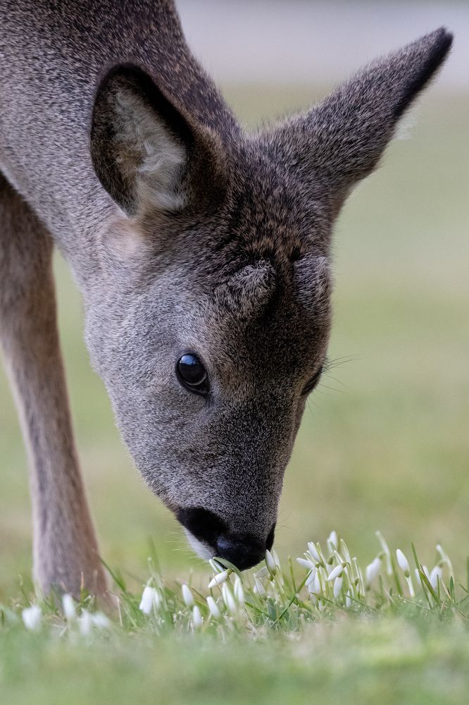 Photograph by Kreicbergs Maris