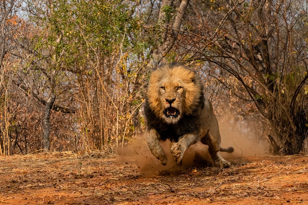 Lion Encounter.