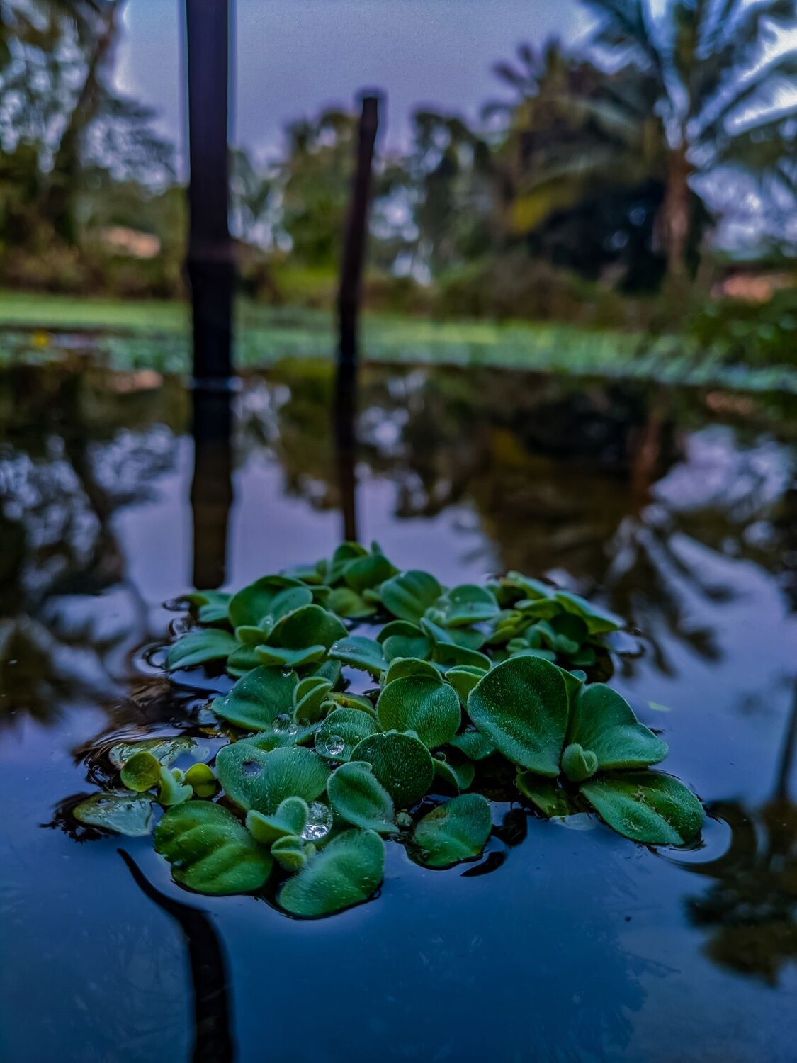 Floating beauty
