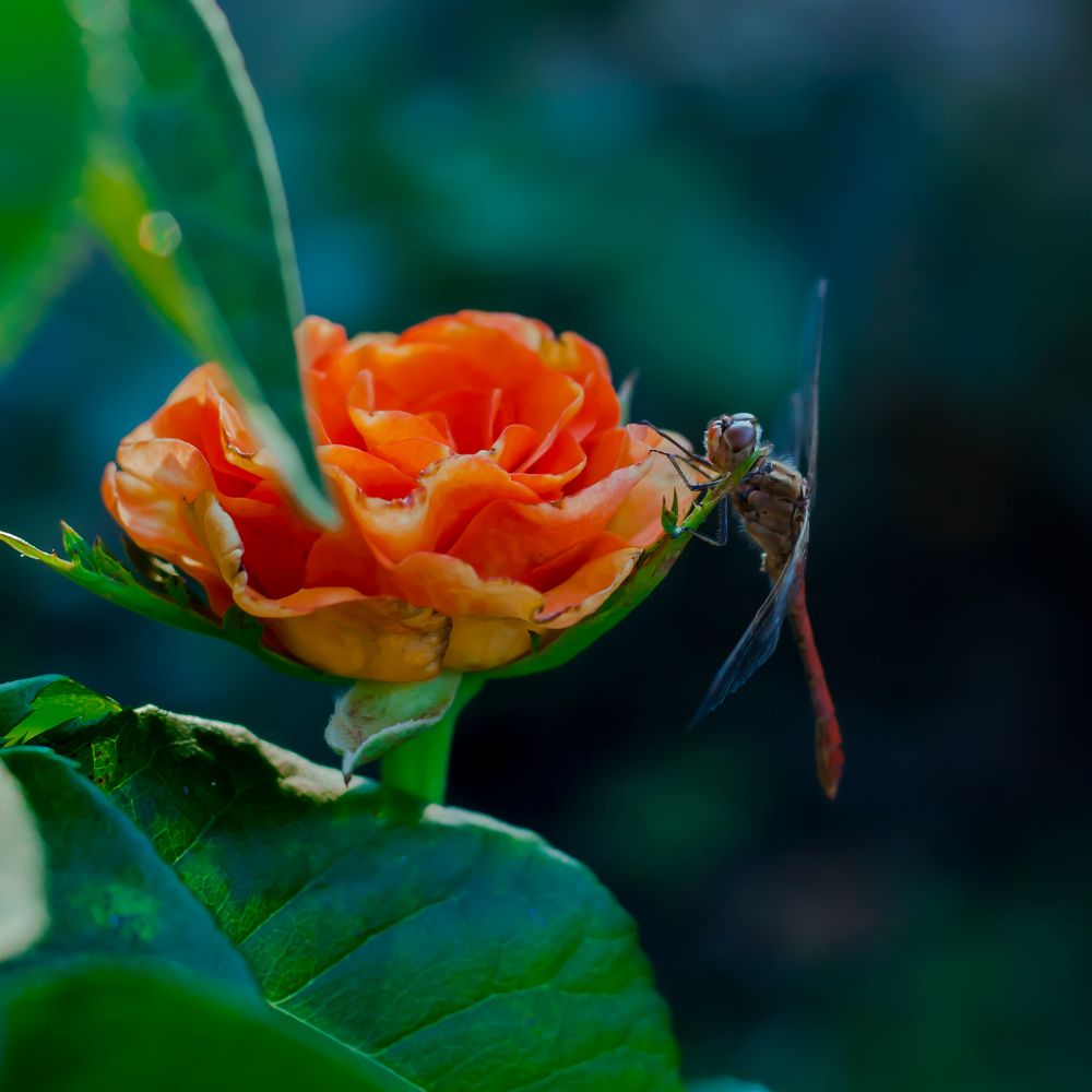 Photograph by Maria Danilkina